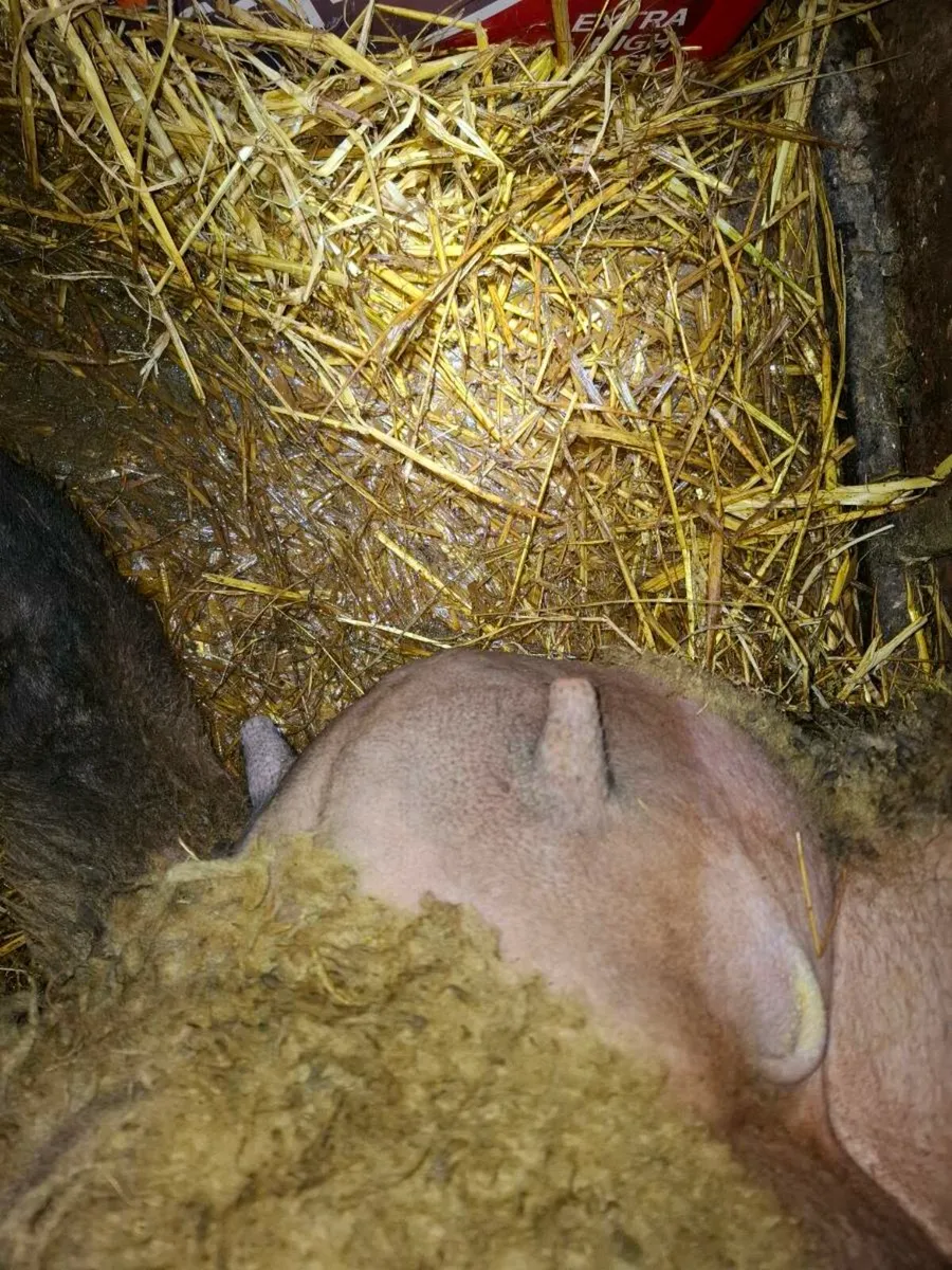 Foater ewe - Image 2