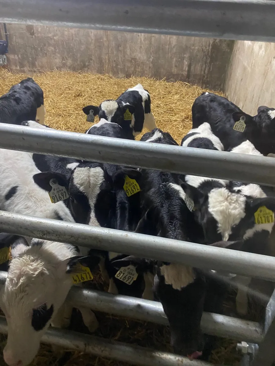 Fr Heifer Calves - Image 3