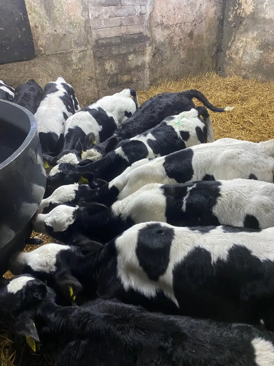 Fr Heifer Calves - Image 1