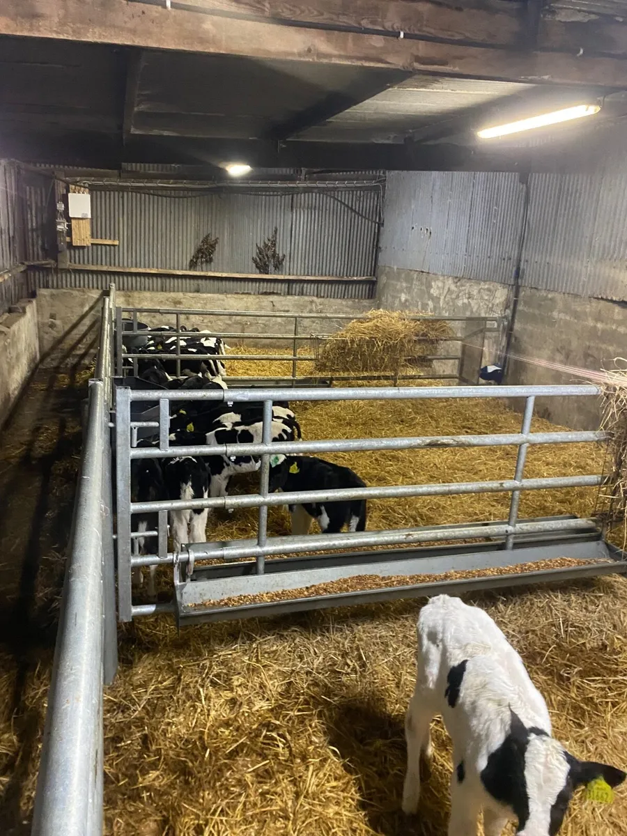 Fr Heifer Calves - Image 4