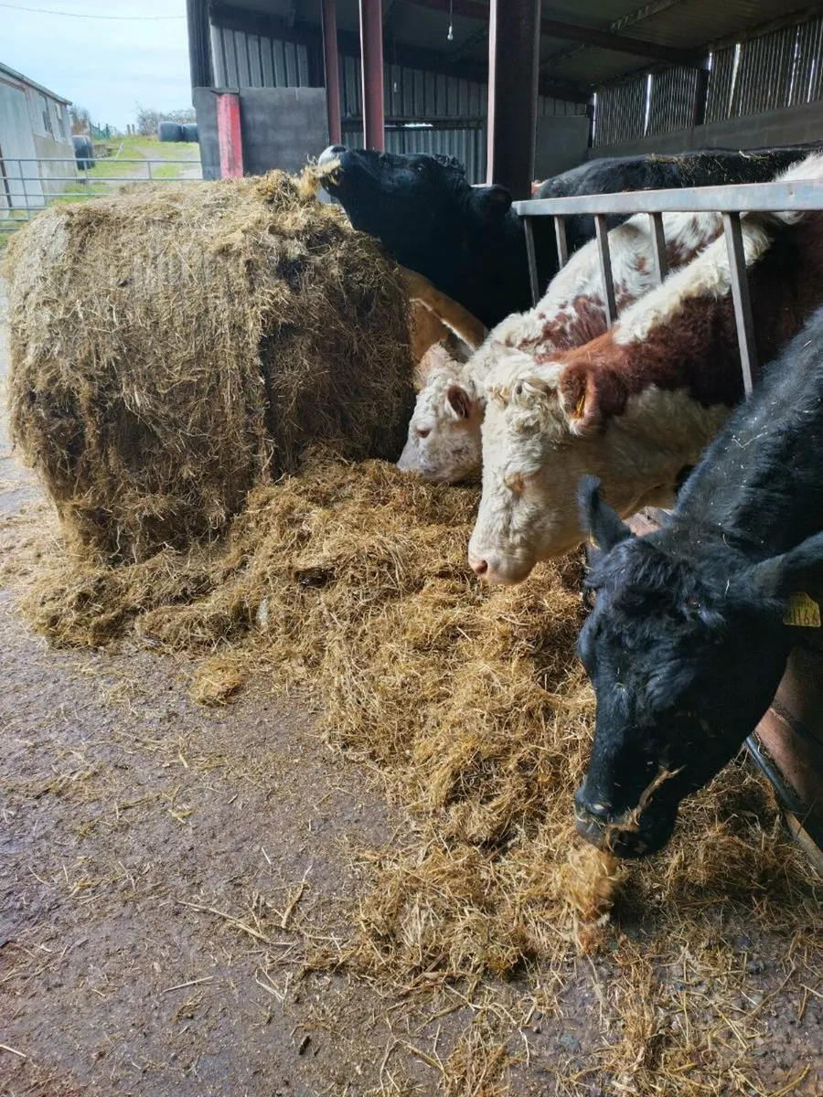 Good quality round bale silage. 30 bales for sale - Image 2