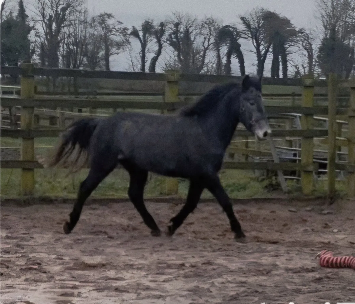 Lot 67 Clifden Sales Friday 20th February - Image 2