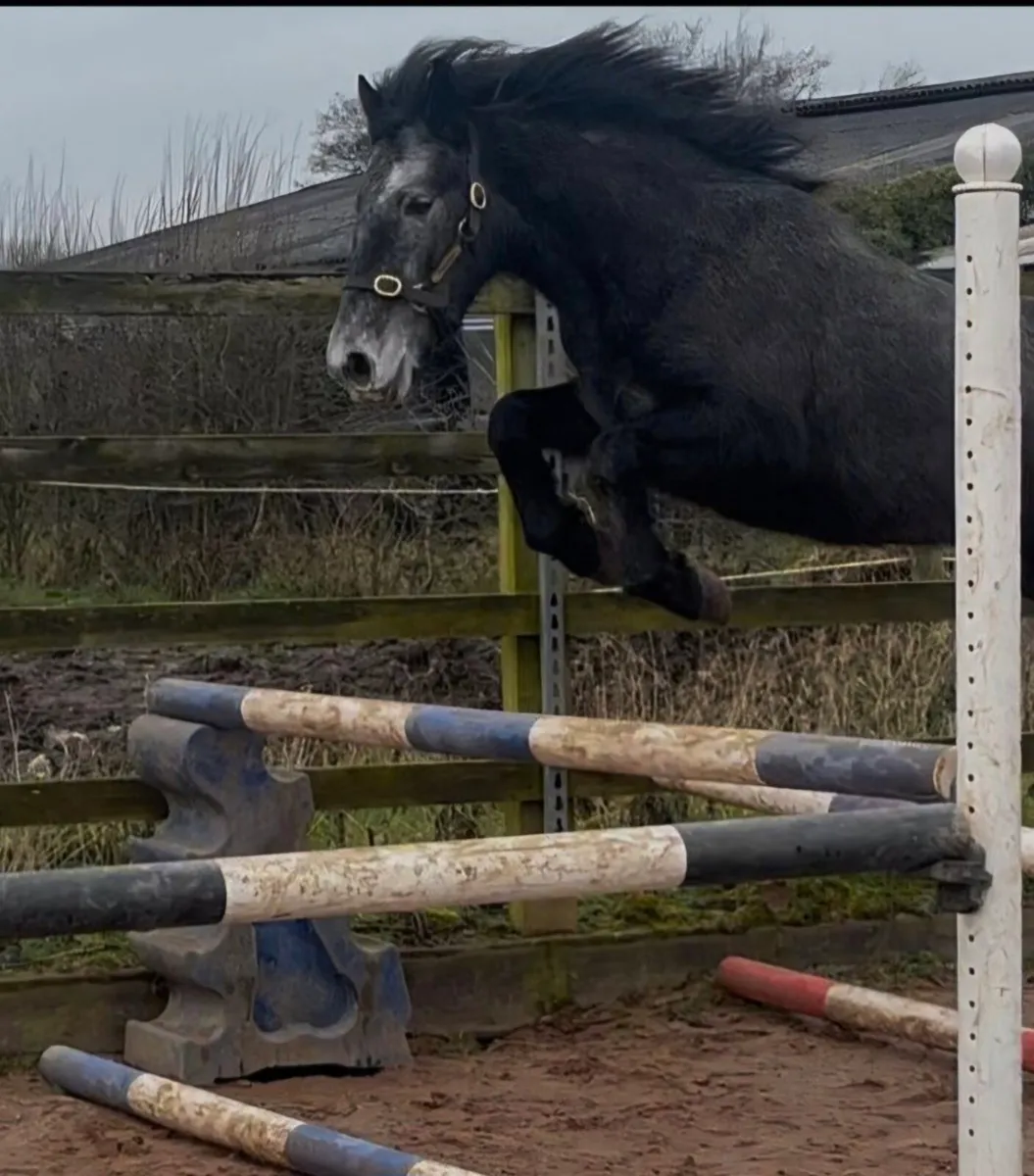 Lot 67 Clifden Sales Friday 20th February - Image 4