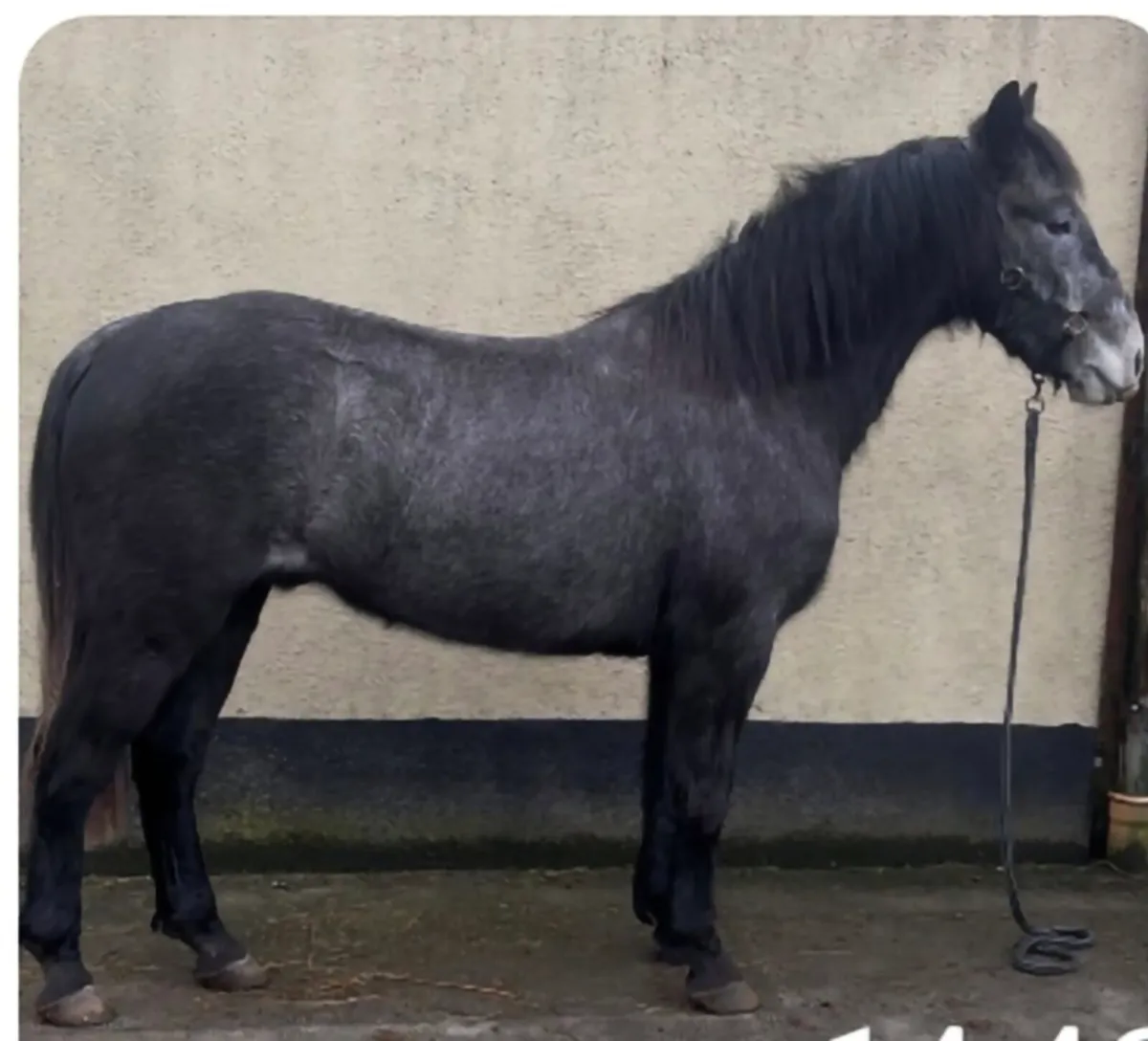 Lot 67 Clifden Sales Friday 20th February - Image 3