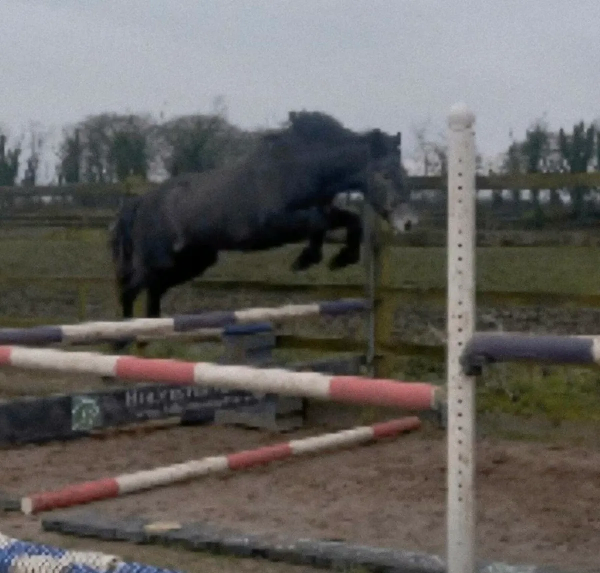 Lot 67 Clifden Sales Friday 20th February - Image 1