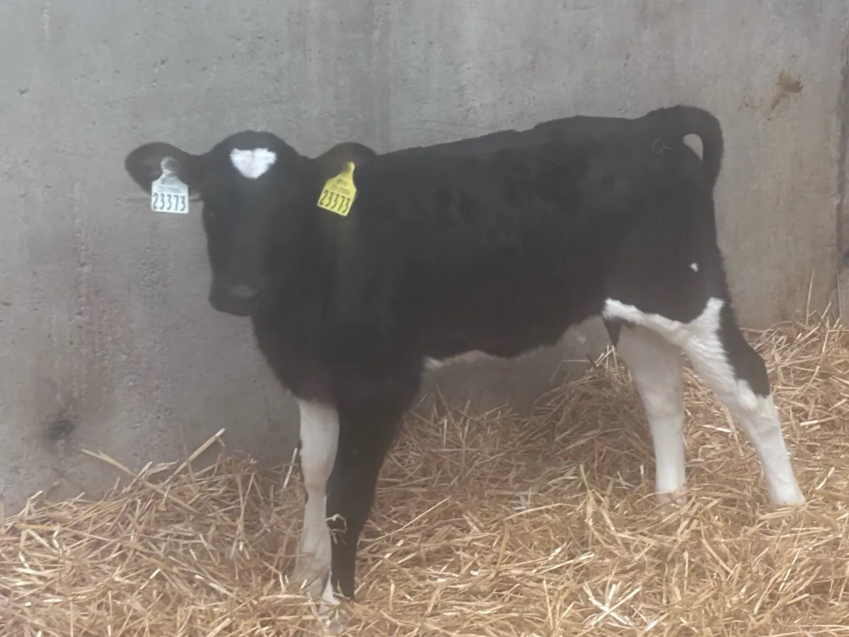 6 pedigree registered Fr heifer calves - Image 1