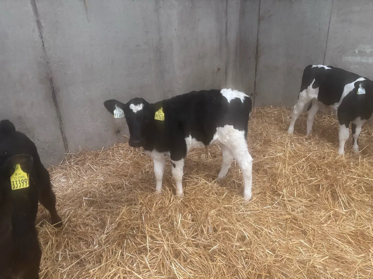 6 pedigree registered Fr heifer calves - Image 3