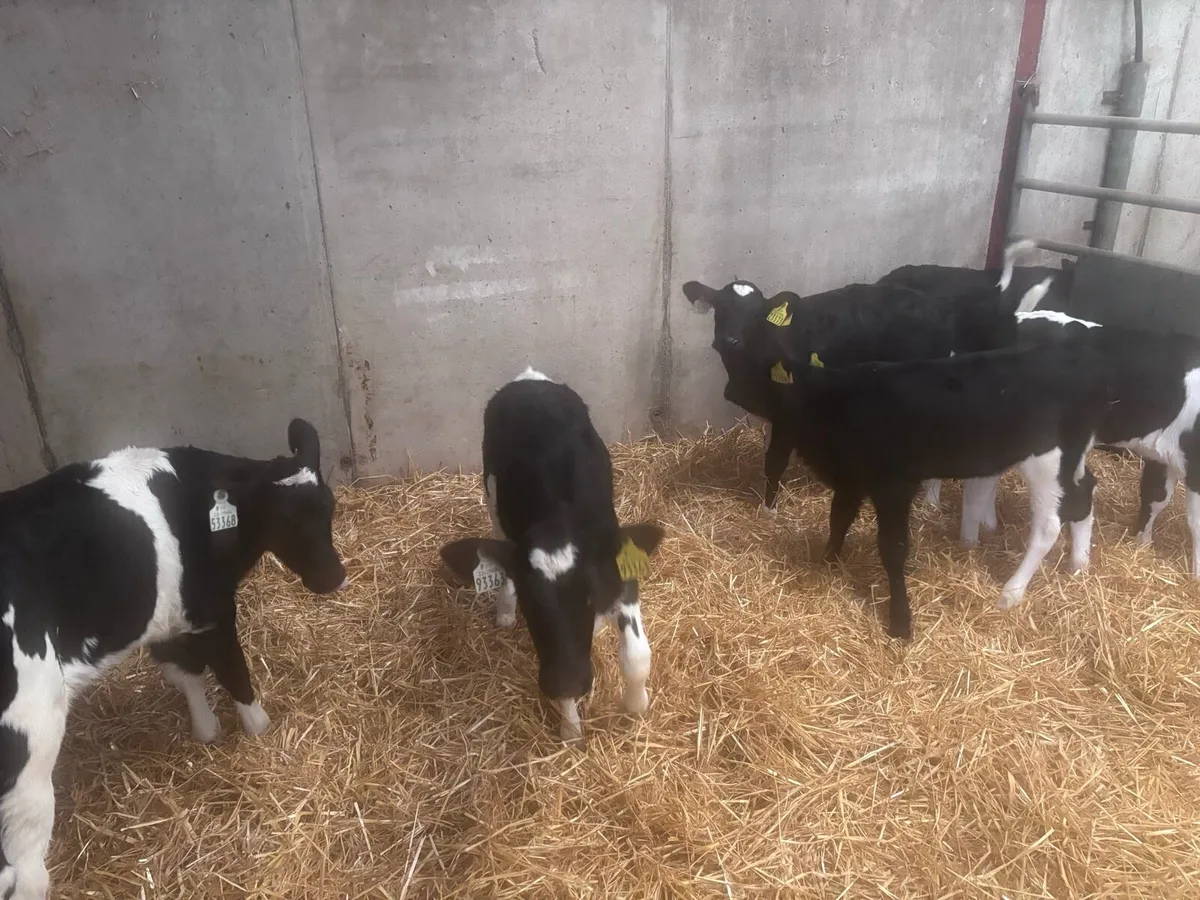 6 pedigree registered Fr heifer calves - Image 2