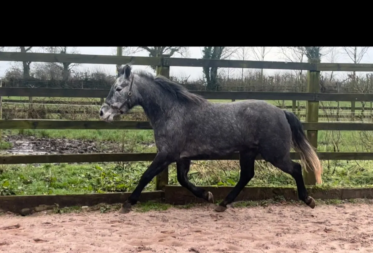 Lot 66 Clifden Sales Friday 20th February - Image 3