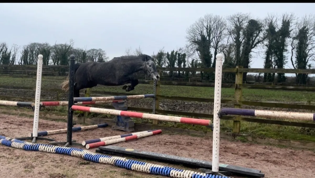 Lot 66 Clifden Sales Friday 20th February - Image 2