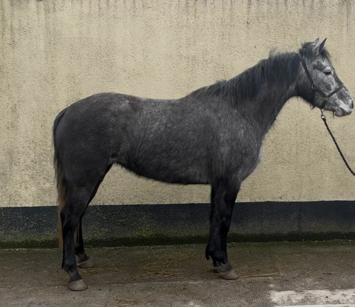 Lot 66 Clifden Sales Friday 20th February - Image 4