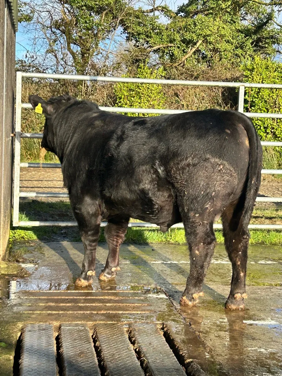 Pedigree AA Bull - Image 1