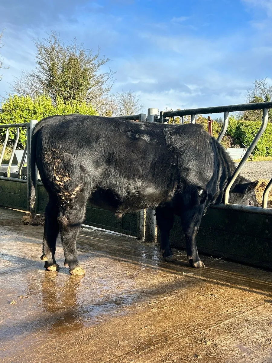 Pedigree AA Bull - Image 2