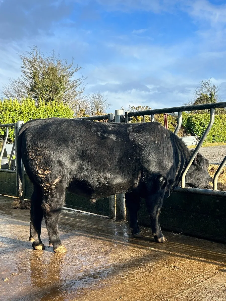 Pedigree AA Bull - Image 4