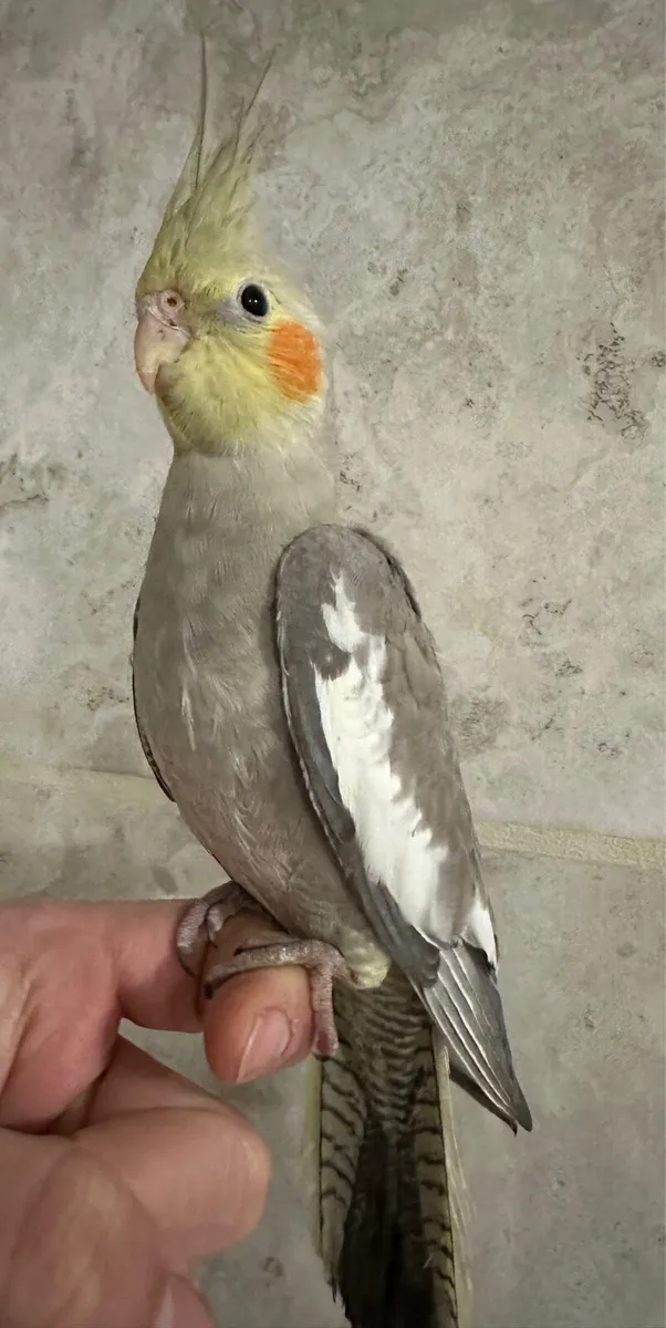 Hand reared baby cocktails - Image 2