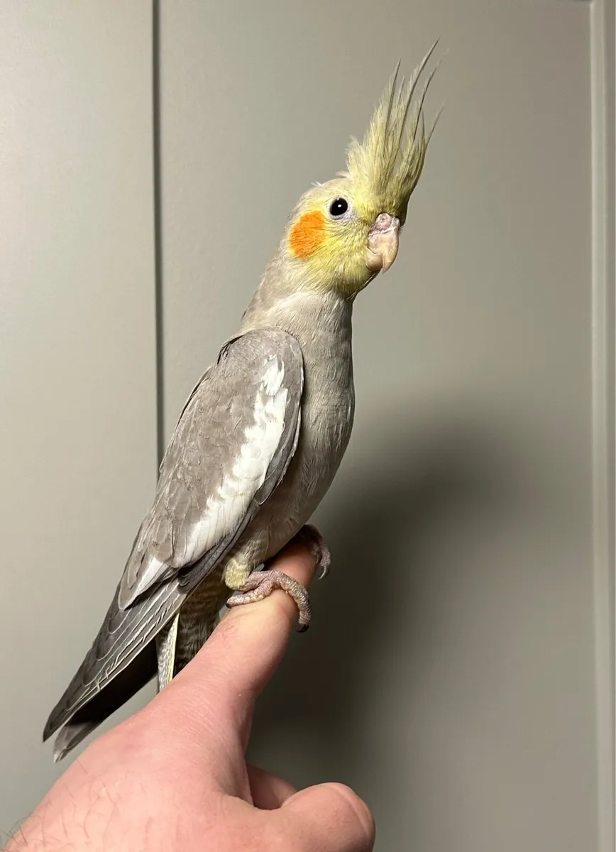 Hand reared baby cocktails - Image 1