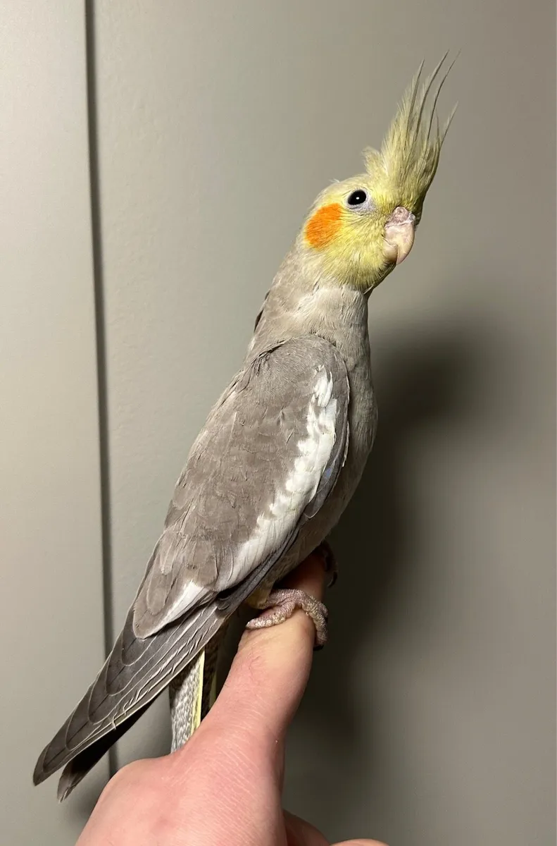 Hand reared baby cocktails - Image 3