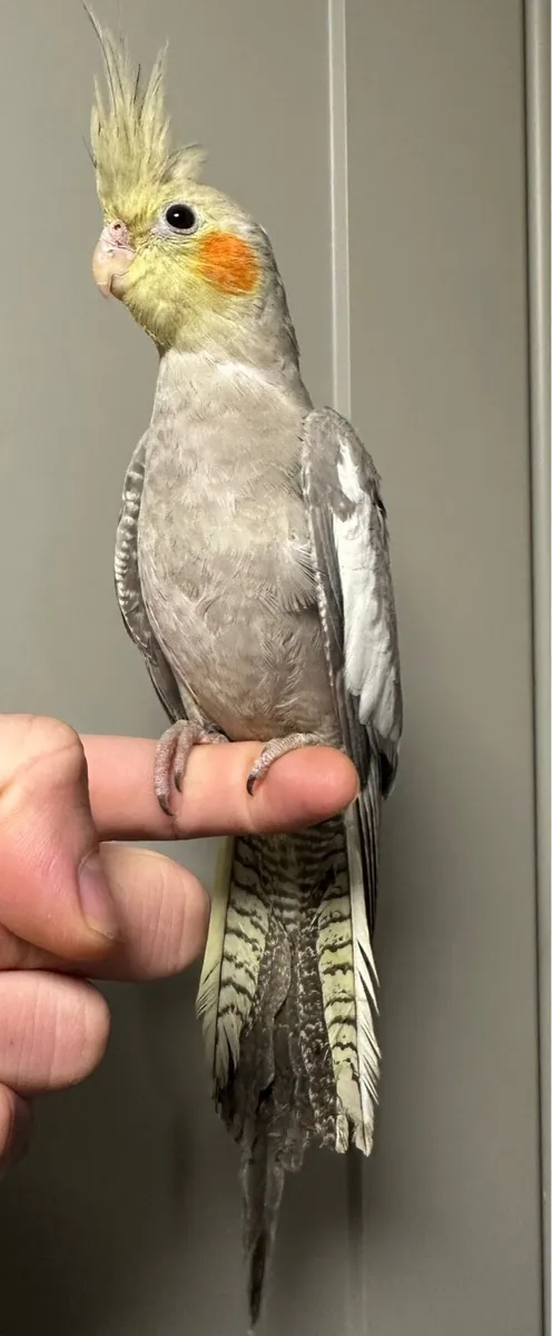 Hand reared baby cocktails - Image 4