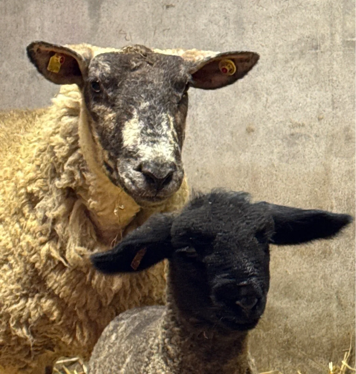 Pedigree Suffolk ewe lamb & Suftex ewe - Image 1