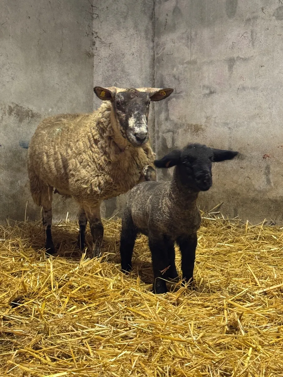 Pedigree Suffolk ewe lamb & Suftex ewe - Image 3