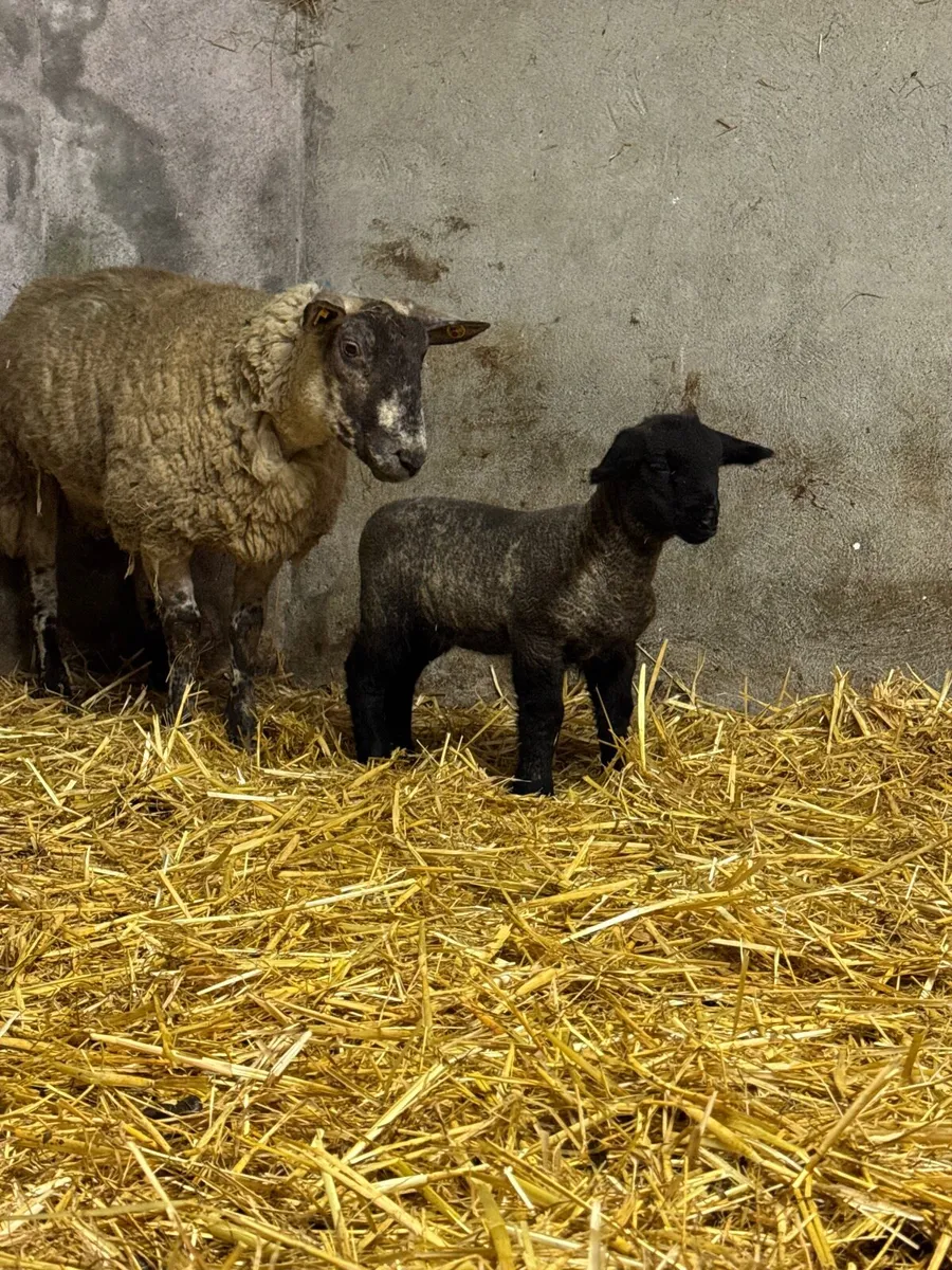 Pedigree Suffolk ewe lamb & Suftex ewe - Image 4