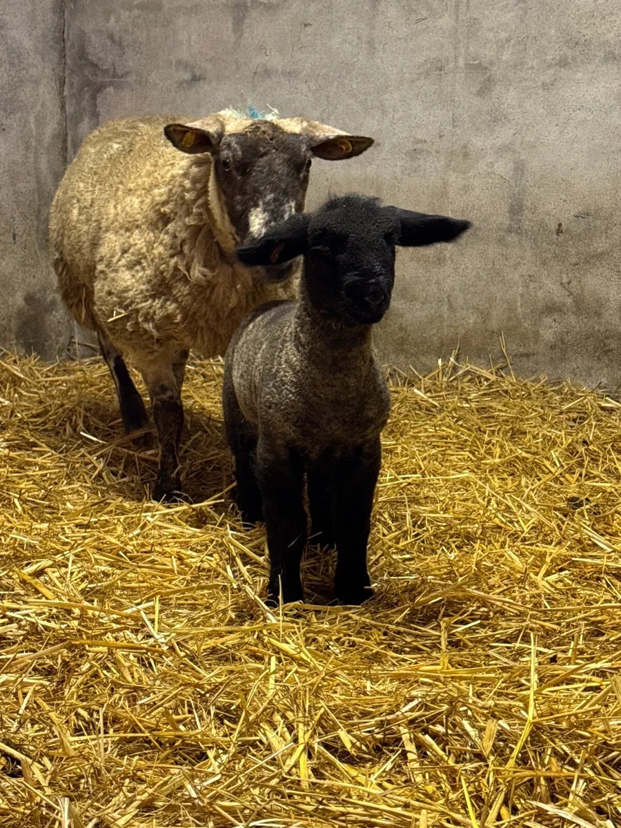 Pedigree Suffolk ewe lamb & Suftex ewe - Image 2