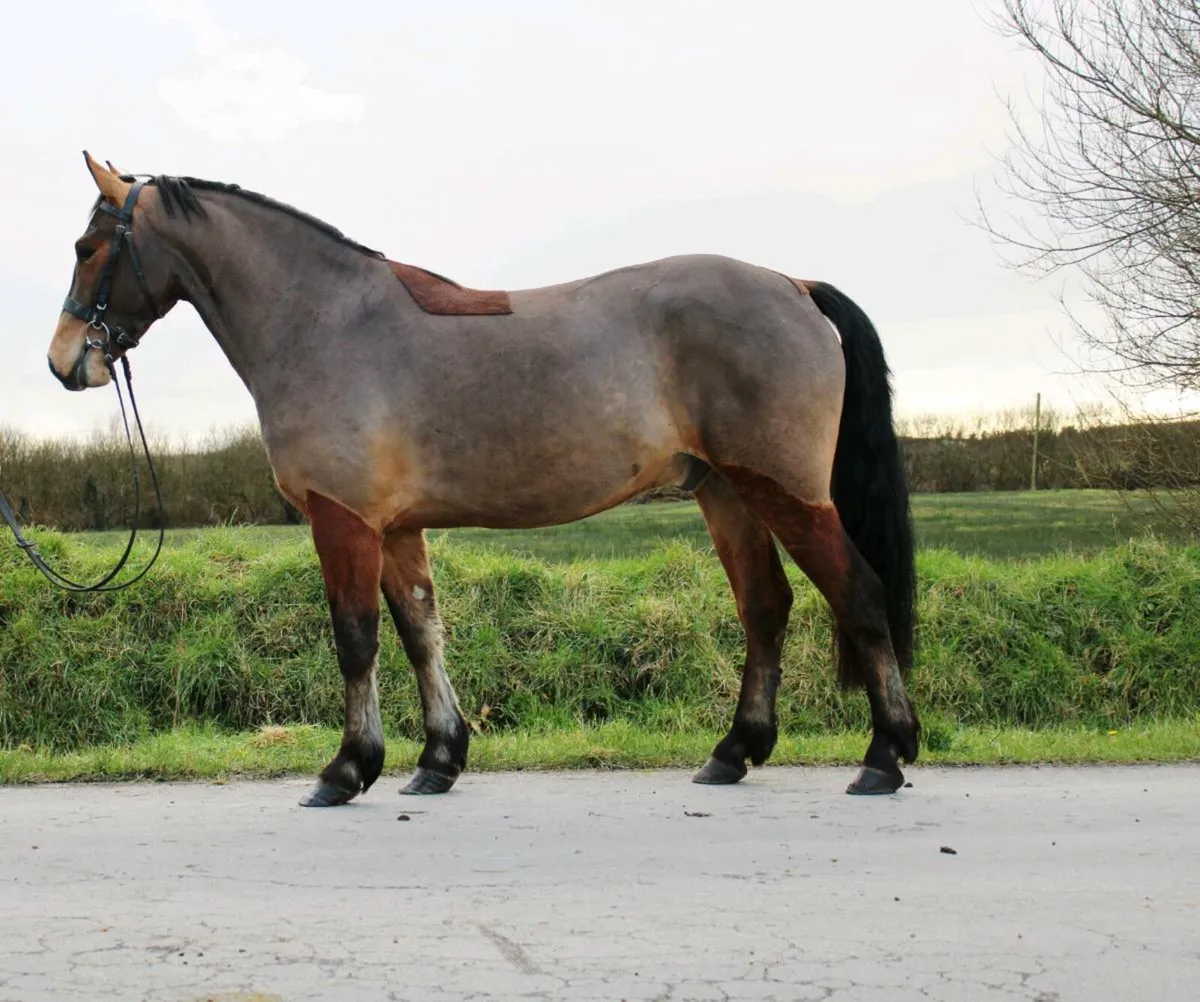 4yo 15.1 Connemara Gelding Clifden fri 20th - Image 1