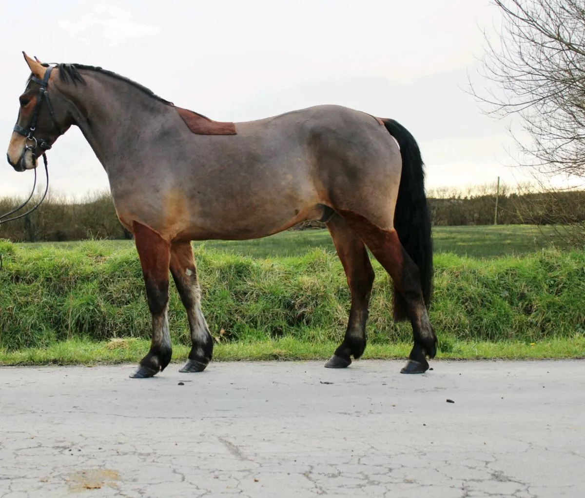 4yo 15.1 Connemara Gelding Clifden fri 20th - Image 2