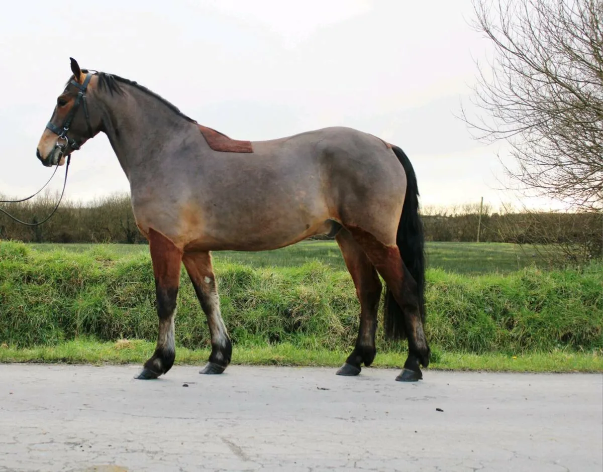 4yo 15.1 Connemara Gelding Clifden fri 20th - Image 3