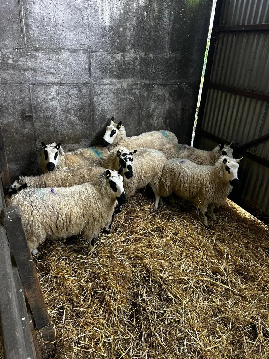 Kerryhill Ewes