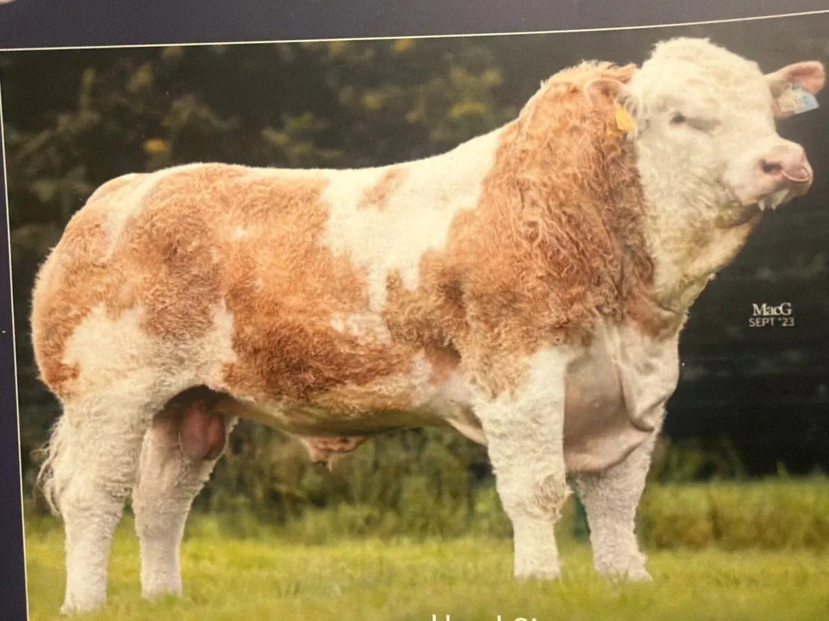 Wanted 4-5 year old Pedigree Simmental Bull