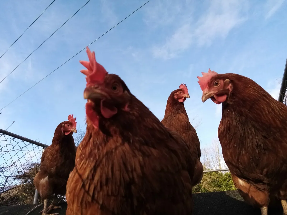 One year old laying hens. - Image 2