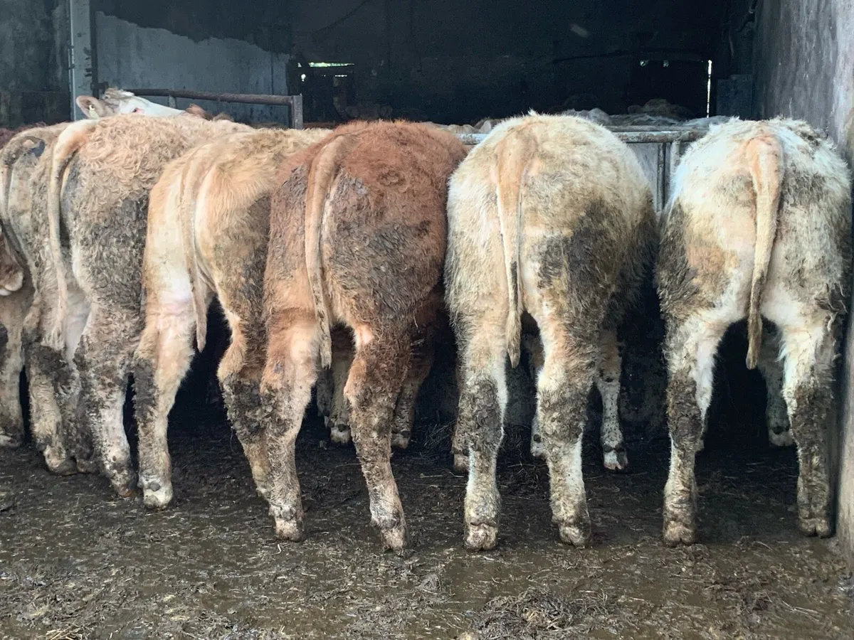 20 u grade heifers 380kg - Image 3