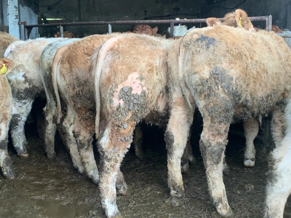 20 u grade heifers 380kg - Image 4