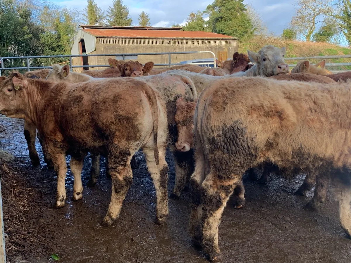20 u grade heifers 380kg - Image 1