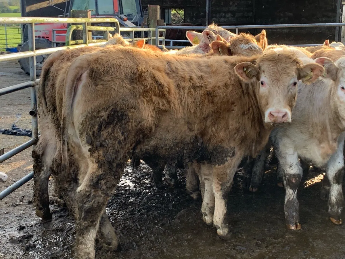 26 u grade heifers 380kg - Image 1