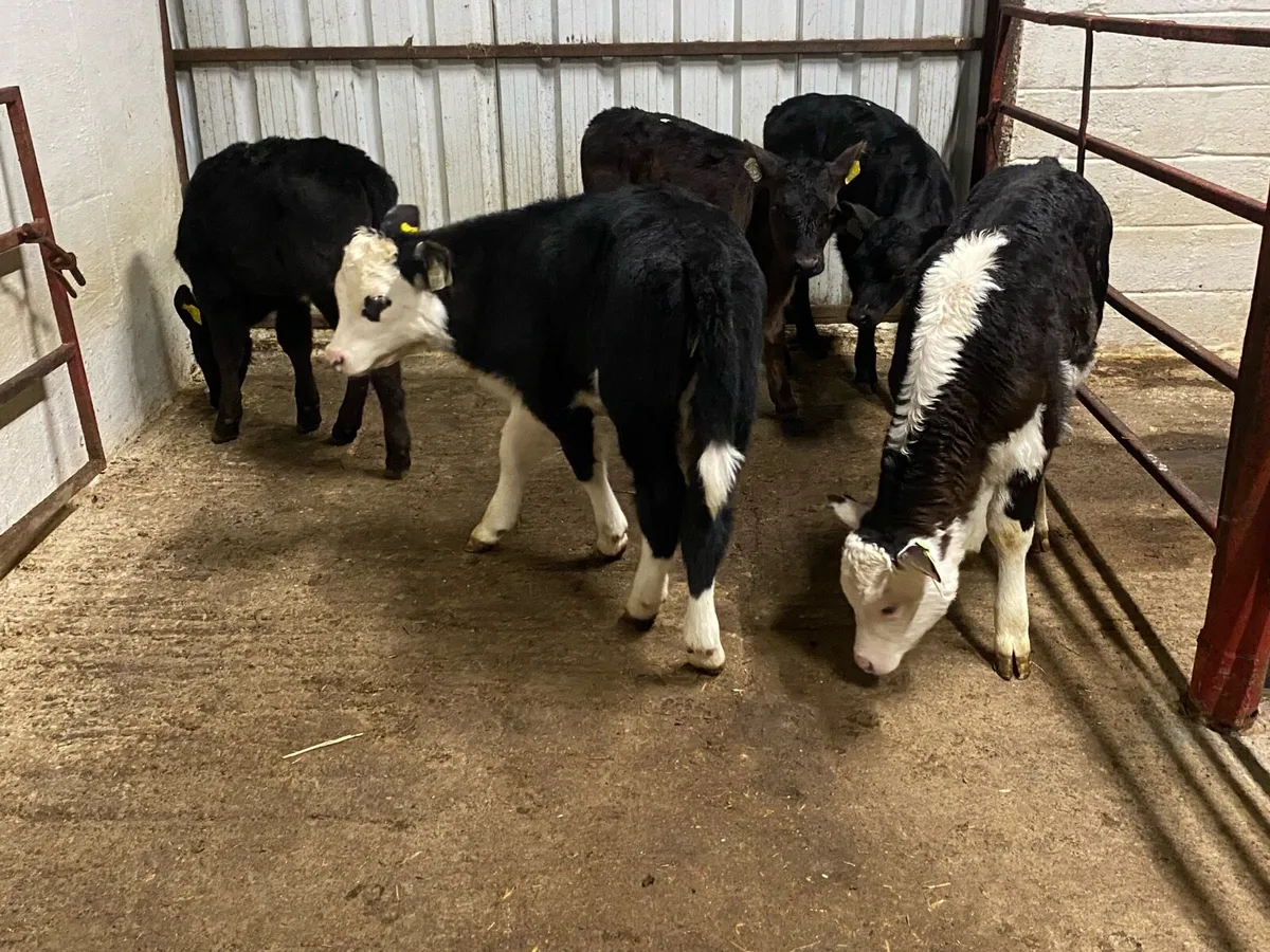 5 Heifer Calves - Image 1