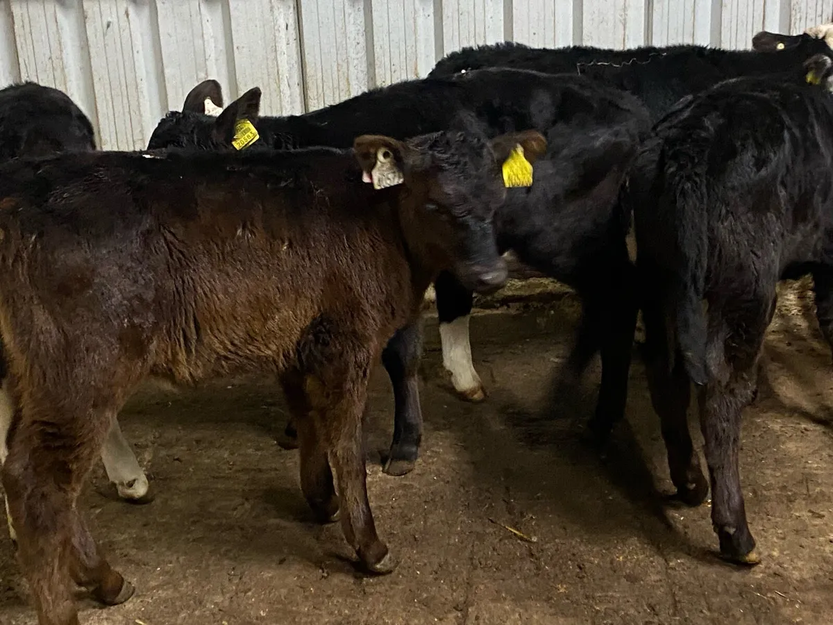 5 Heifer Calves - Image 3