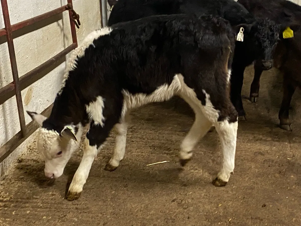 5 Heifer Calves - Image 2