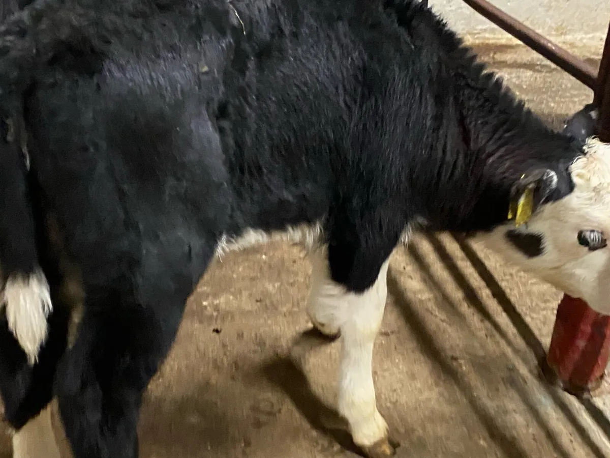 5 Heifer Calves - Image 4