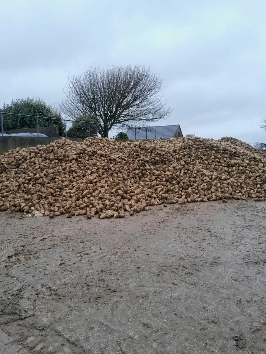 Sugar beet - Image 2
