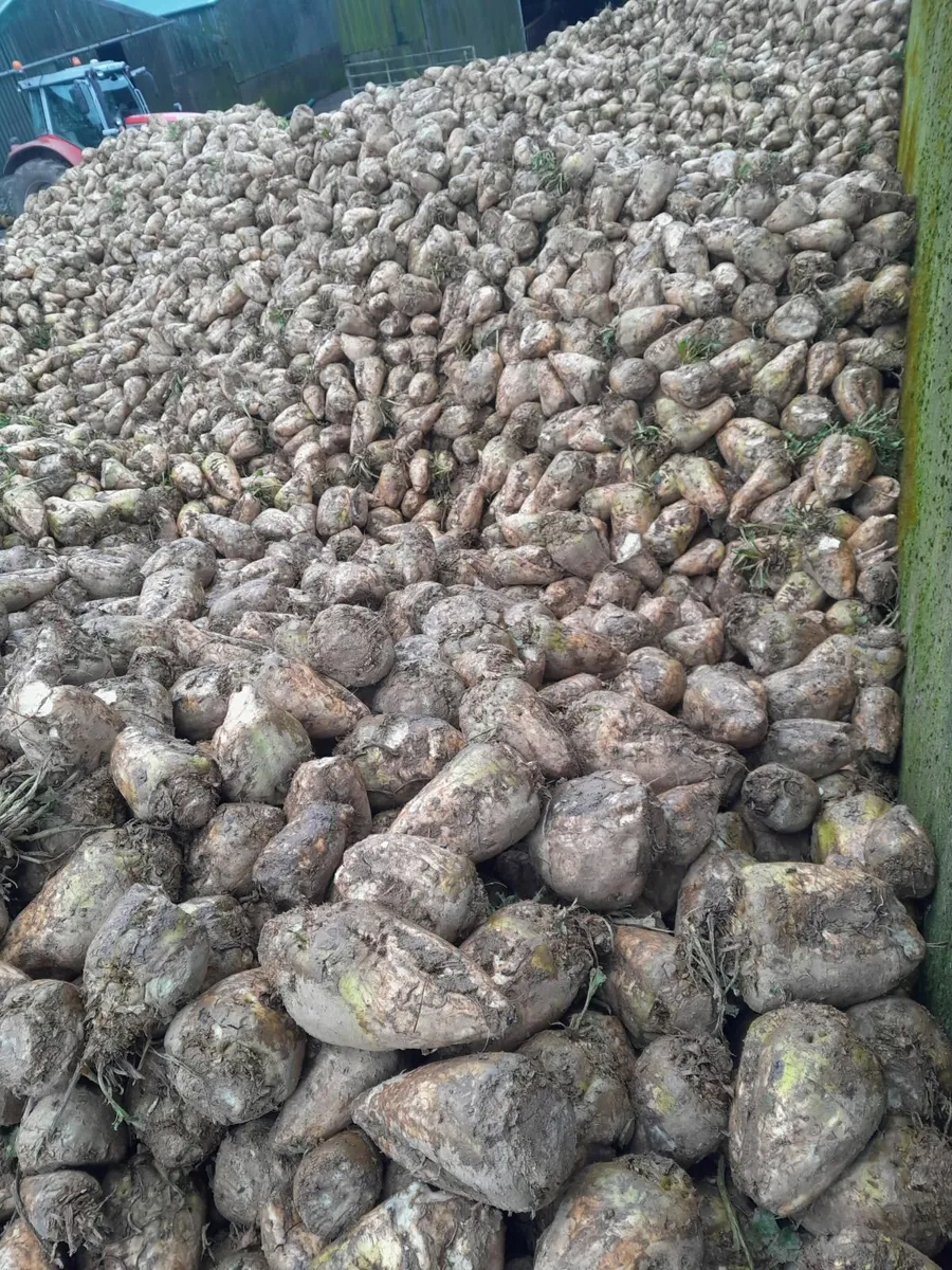 Sugar beet - Image 3