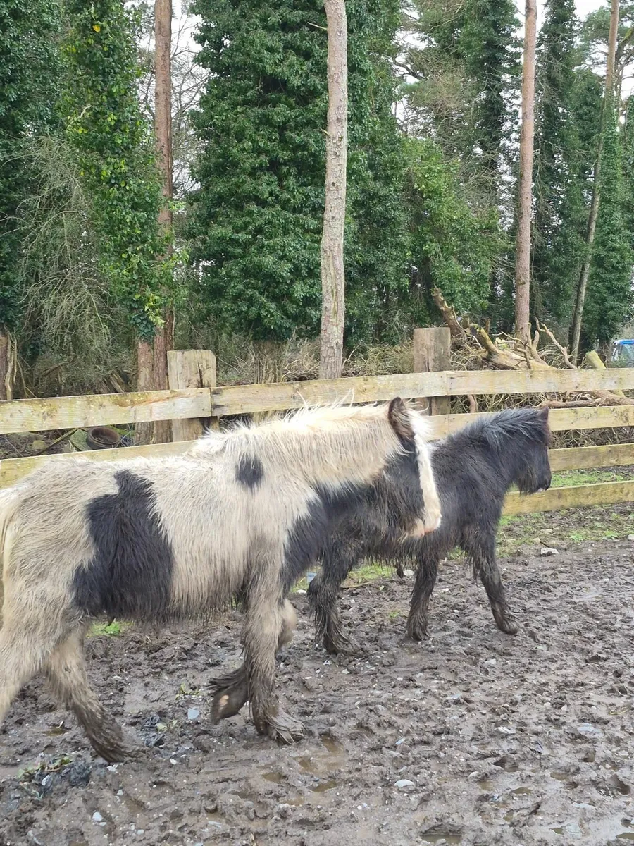 Foal - Image 4