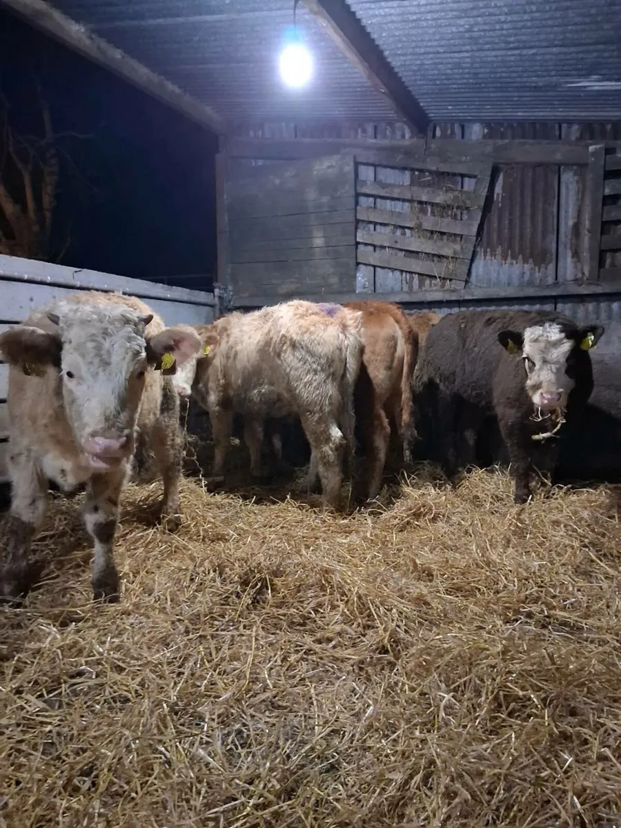 5 smashing heifer slips - Image 3