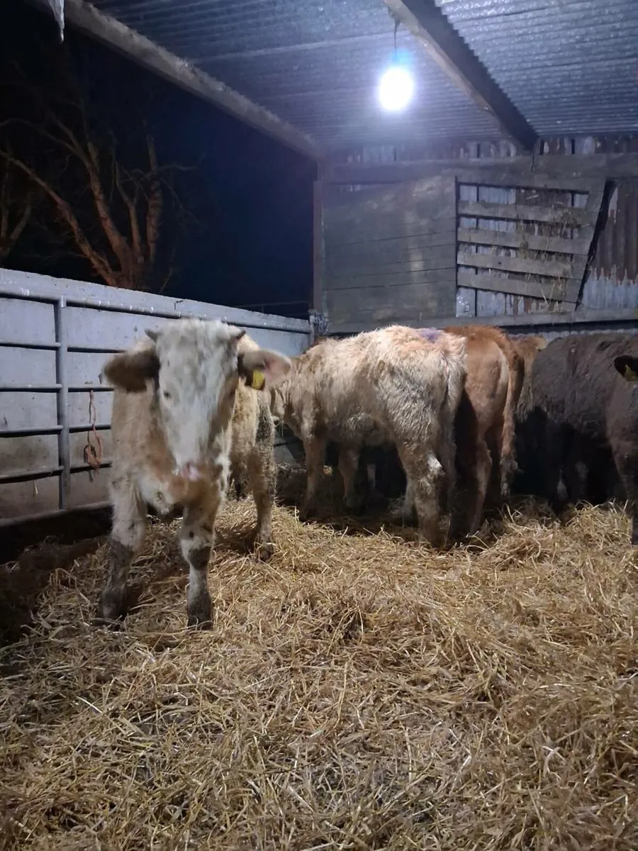 5 smashing heifer slips - Image 4