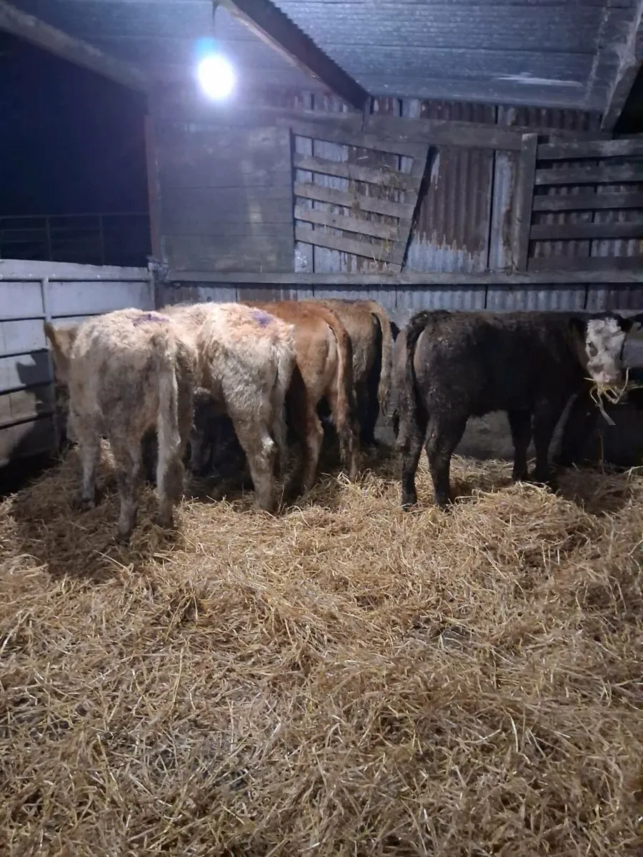 5 smashing heifer slips - Image 2