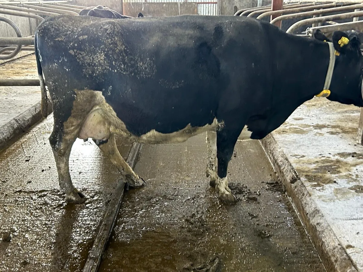 Fresian in calf Cows & Heifers - Image 1