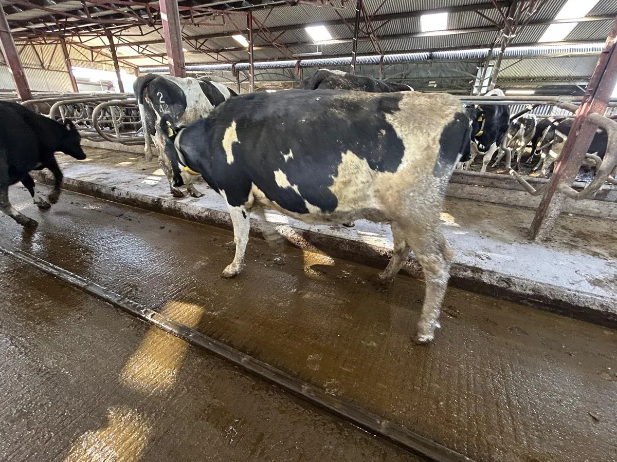 Fresian in calf Cows & Heifers - Image 3