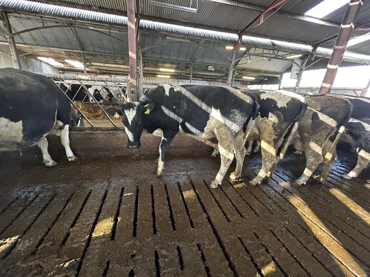 Fresian in calf Cows & Heifers - Image 4