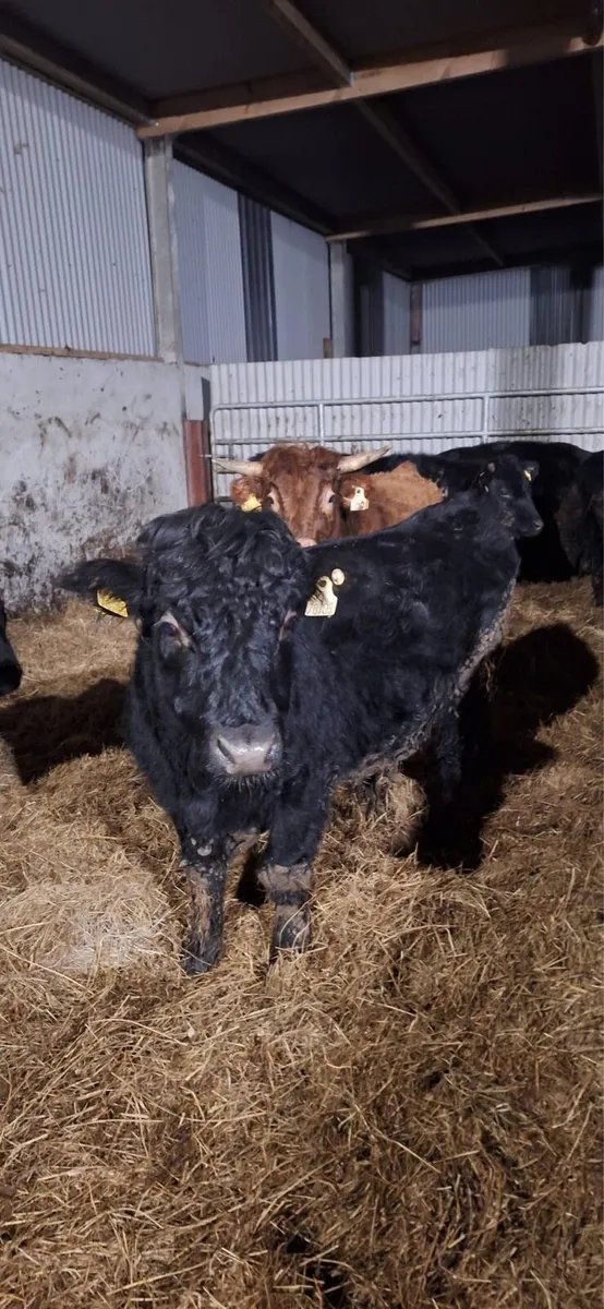 3 dexter bullock - Image 4